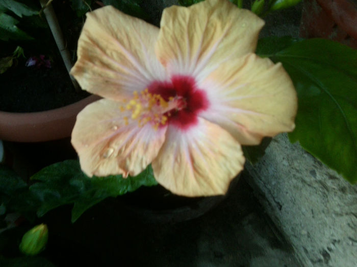 Fotografie6632 - hibiscusi 2013-3