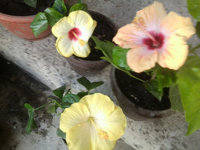 Fotografie6635 - hibiscusi 2013-3