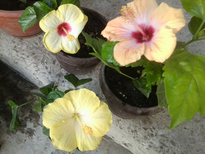 Fotografie6636 - hibiscusi 2013-3