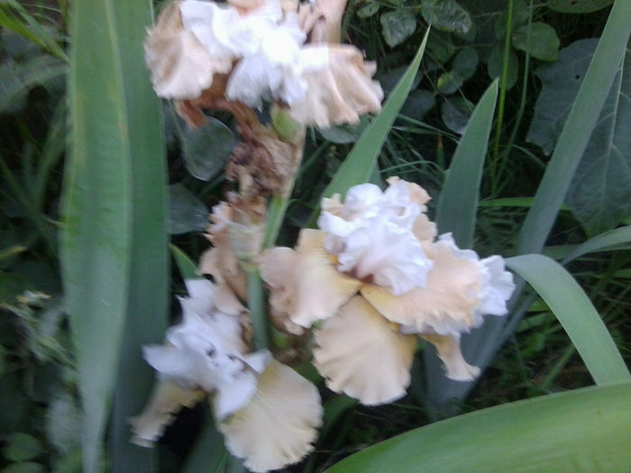 Fotografie6638 - hibiscusi 2013-3