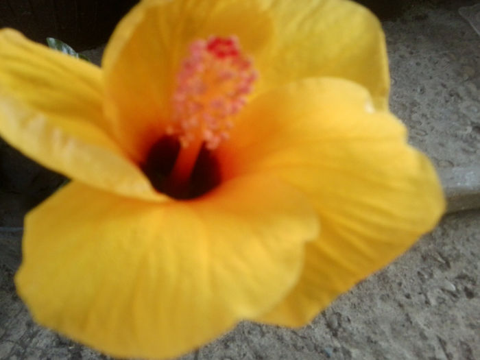 athene -nu am cuvinte - hibiscusi 2013-3