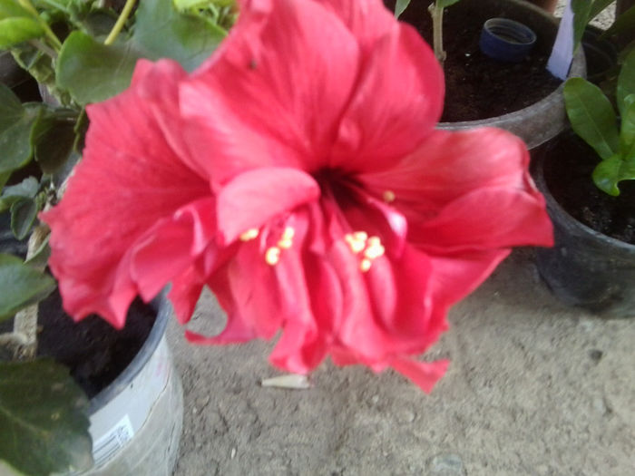 Fotografie6648 - hibiscusi 2013-3