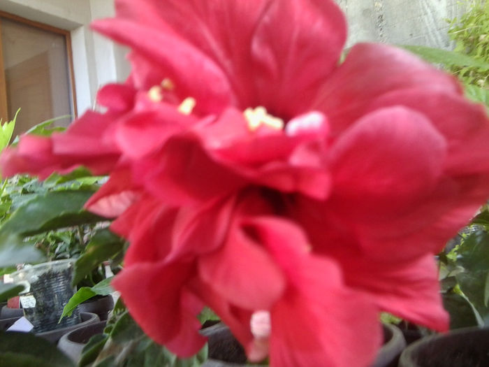 Fotografie6650 - hibiscusi 2013-3