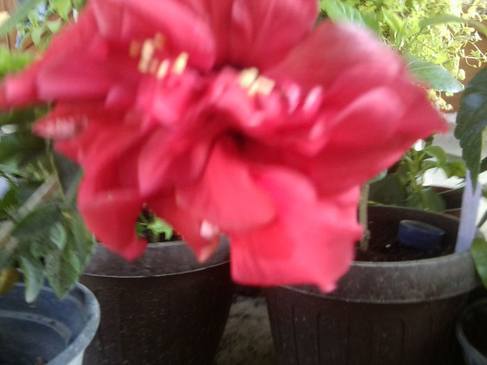 Fotografie6653 - hibiscusi 2013-3