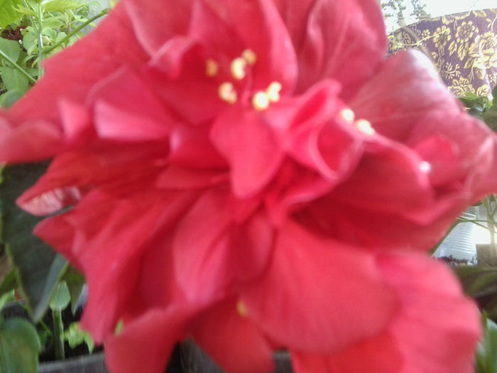 Fotografie6654 - hibiscusi 2013-3