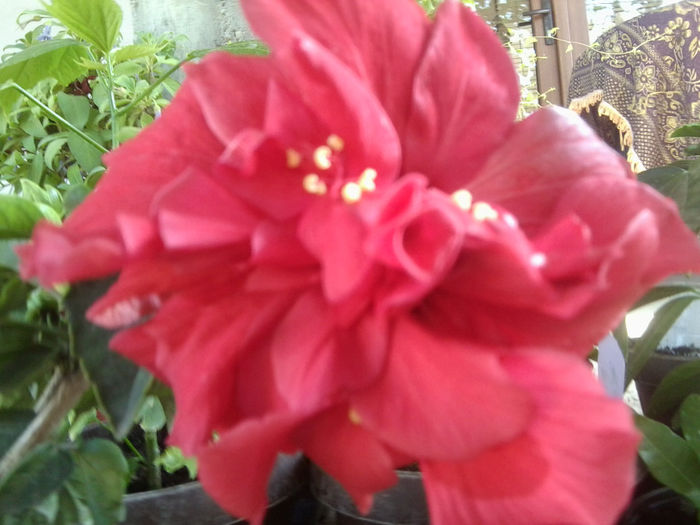 Fotografie6655 - hibiscusi 2013-3