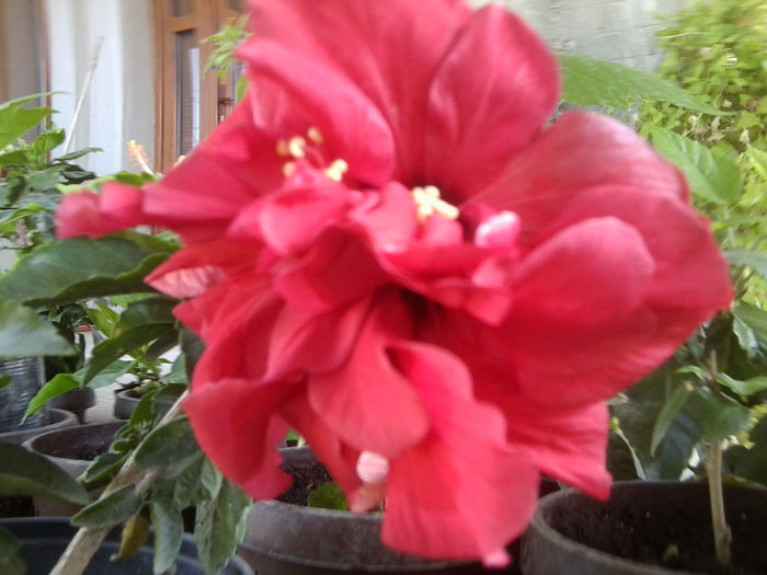 Fotografie6656 - hibiscusi 2013-3