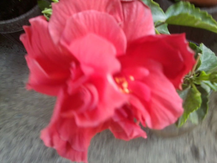 Fotografie6660 - hibiscusi 2013-3