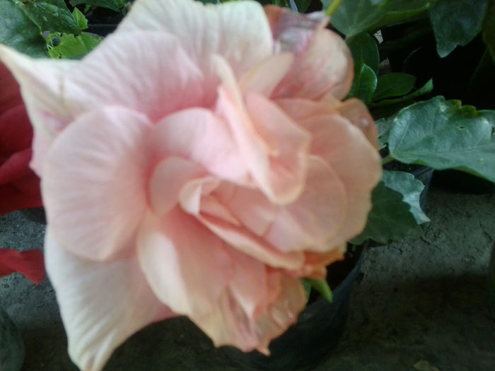 Fotografie6664 - hibiscusi 2013-3