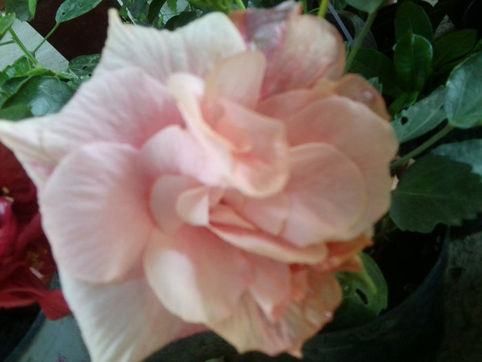 Fotografie6666 - hibiscusi 2013-3