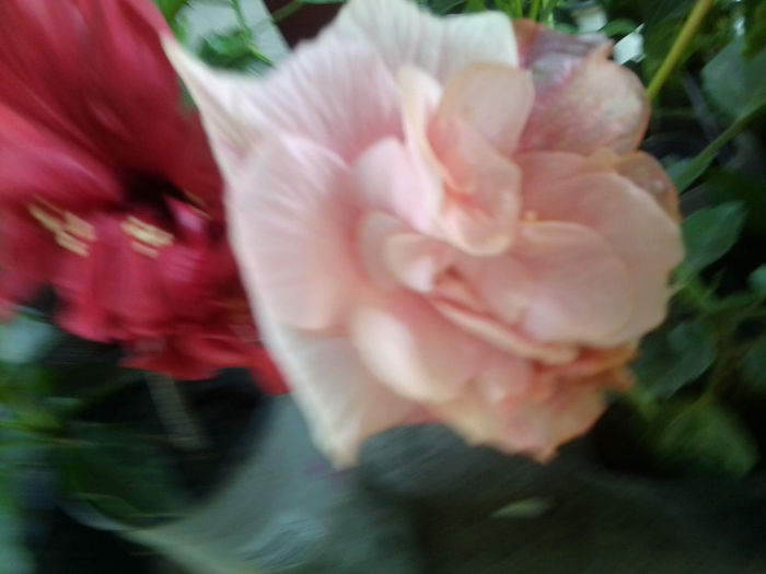 Fotografie6667 - hibiscusi 2013-3