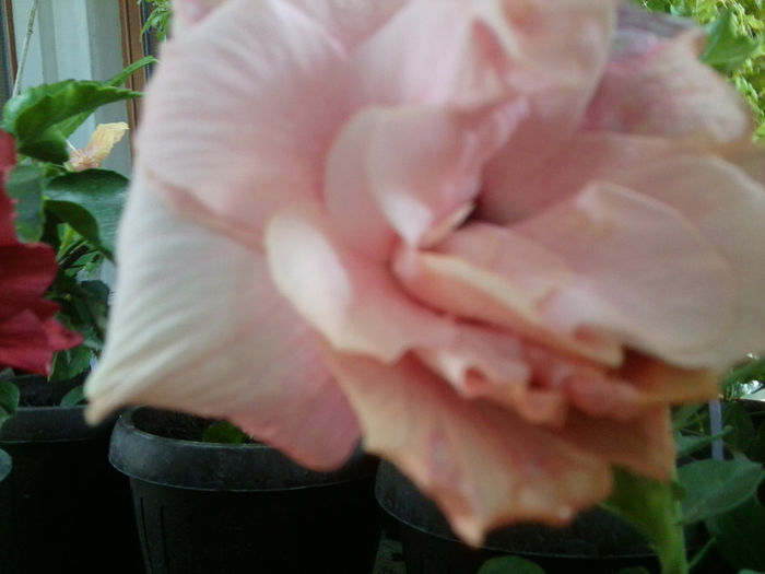 Fotografie6669 - hibiscusi 2013-3