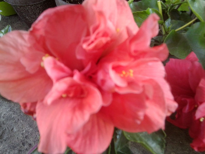 Fotografie6671 - hibiscusi 2013-3