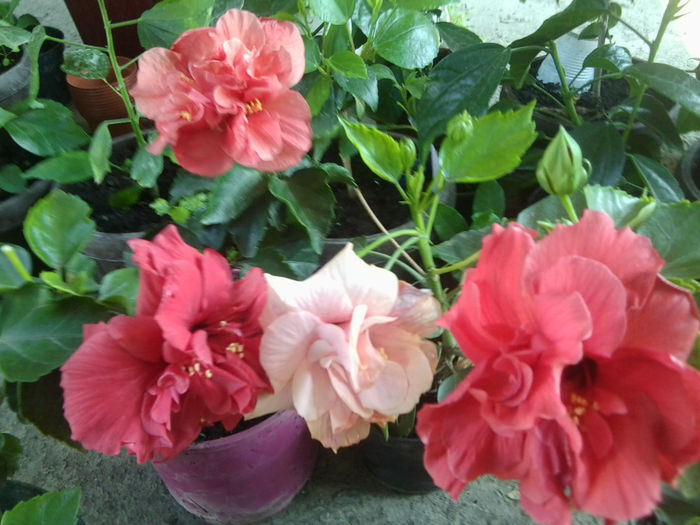 Fotografie6674 - hibiscusi 2013-3