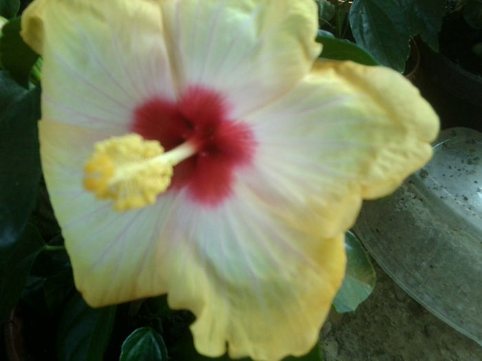 Fotografie6677 - hibiscusi 2013-3