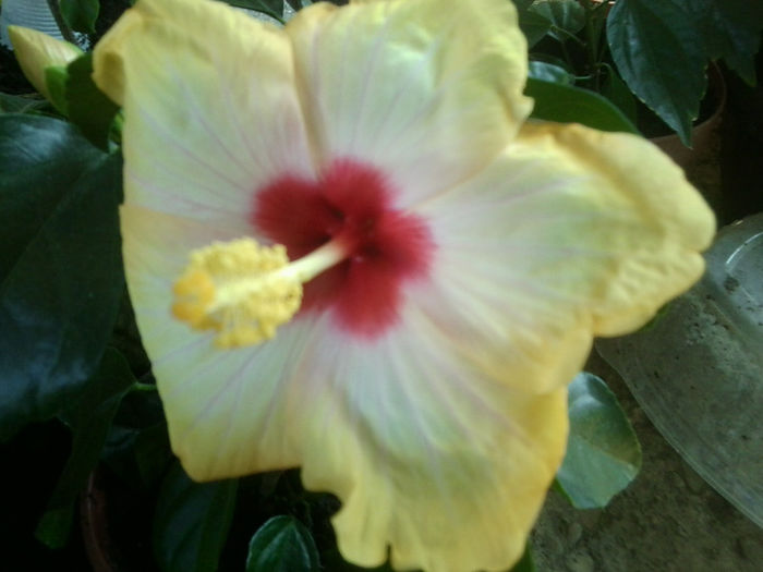 Fotografie6678 - hibiscusi 2013-3