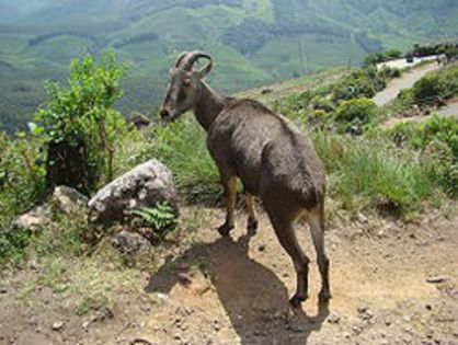 Nilgiri_tahr