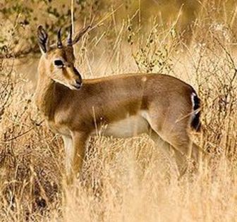 Chinkara - Flora si Fauna Indiei