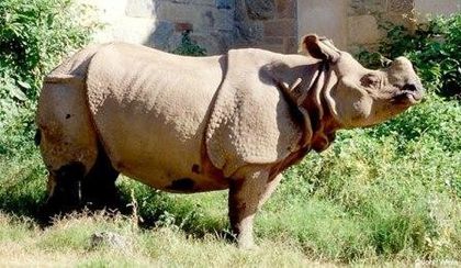 Great_Indian_Rhinoceros - Flora si Fauna Indiei