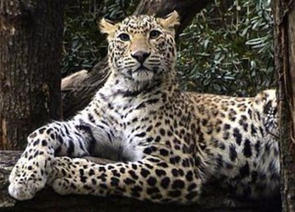 Indian_Leopard - Flora si Fauna Indiei