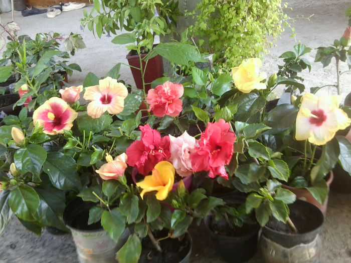 Fotografie6682 - hibiscusi 2013-3