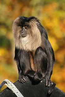 Lion_tailed_Macaque - Flora si Fauna Indiei