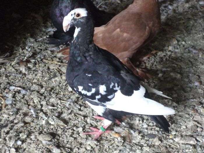 MASC. 2013 VINDUT  CLUJ