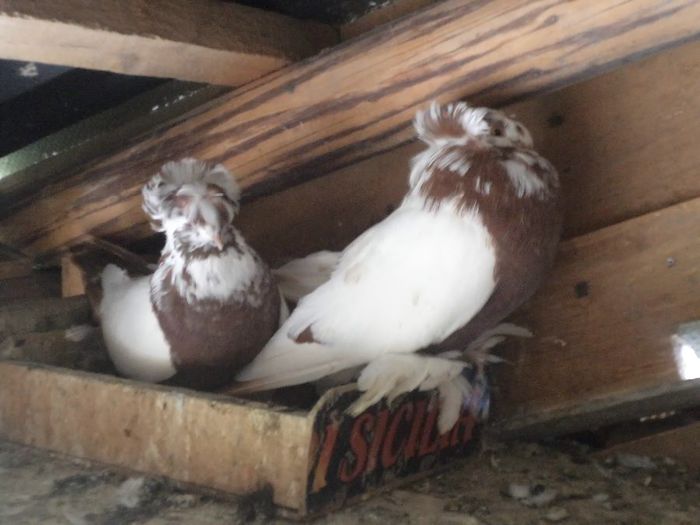 TRANSFORMARE DUPA NAPIRLIRE