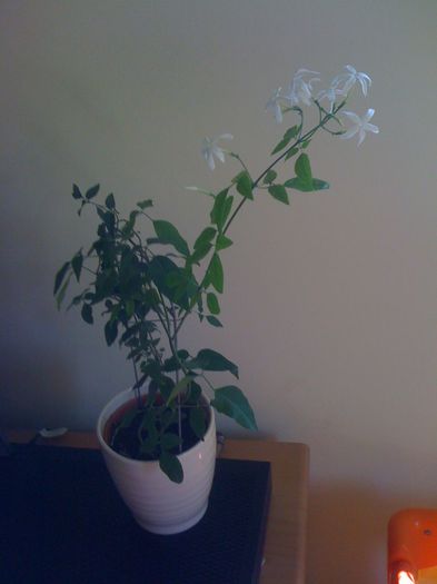 2 - Jasminum Azoricum