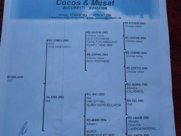 pedigree cocos - por vanduti 2013
