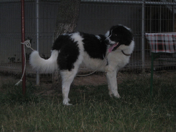 iancu 1o luni