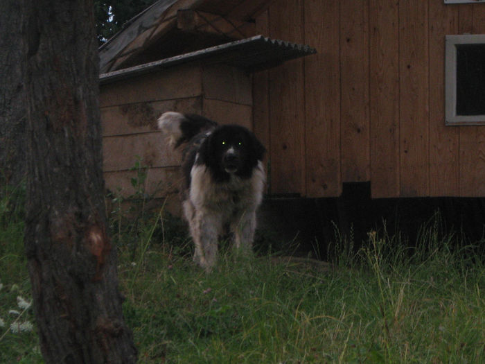 nuc (negru de la cacica)