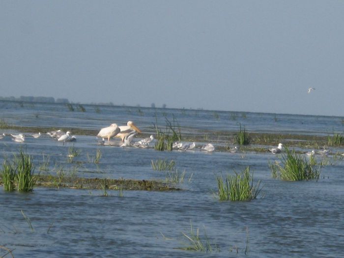 Delta Sulina