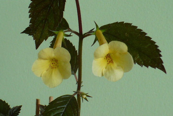 P1470760 - Achimenes 2013