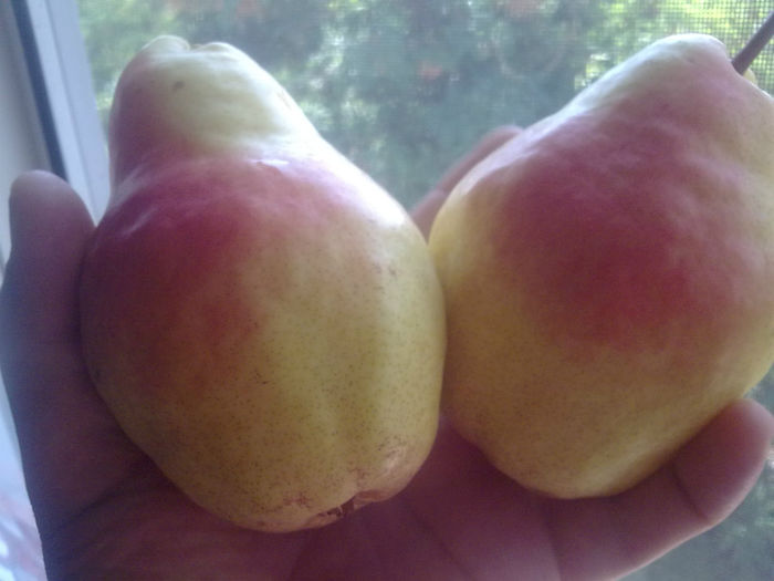 Imagine1313; sunt marisoare si au un gust....
