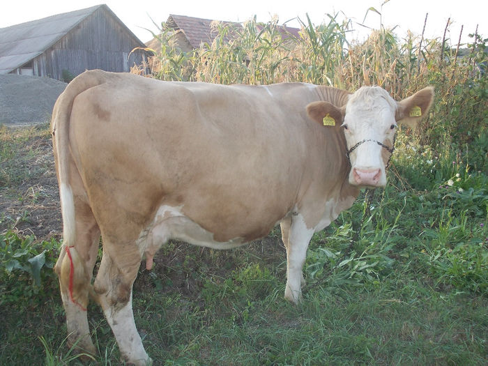 kepek 004; Acizitie noua
