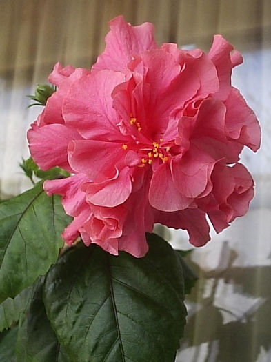 01.09.2013 - Hibiscus 2013