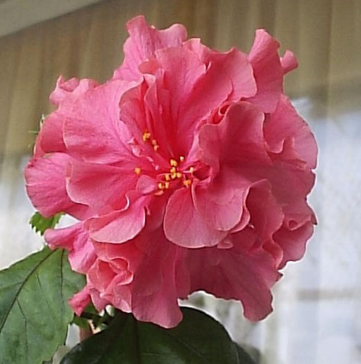 01.09.2013 - Hibiscus 2013