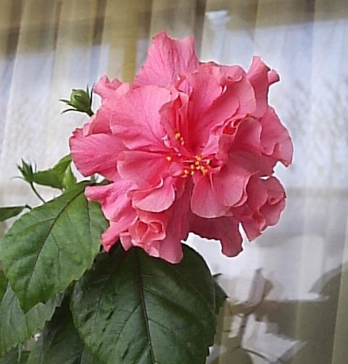 01.09.2013 - Hibiscus 2013