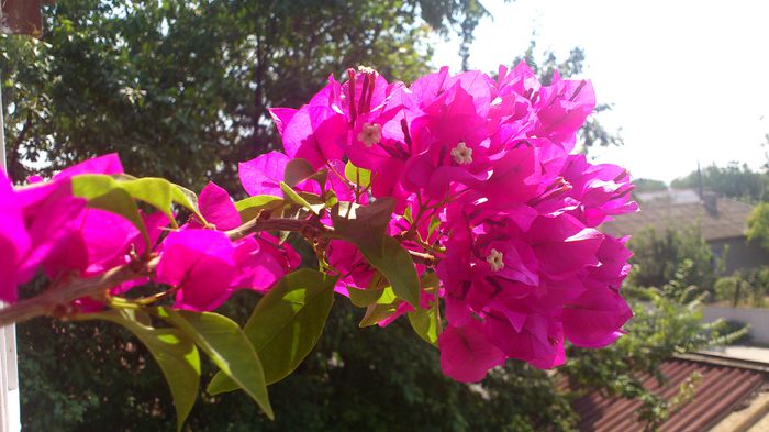 DSC_1924 - BOUGAINVILLEA 2013