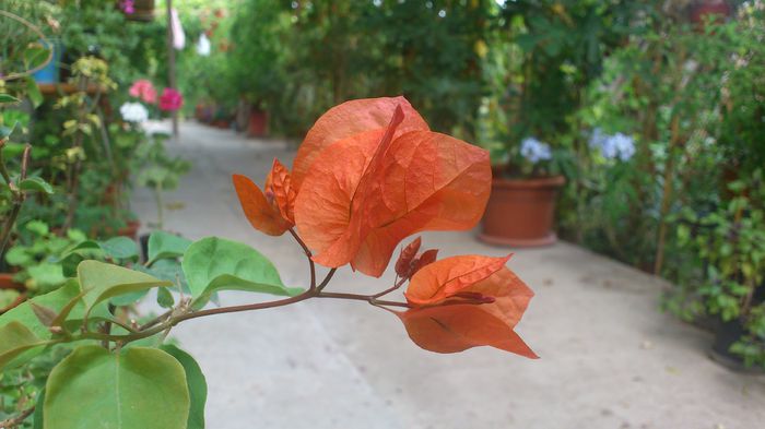 DSC_1915 - BOUGAINVILLEA 2013