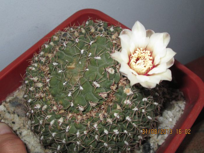 IMG_8873 - Florile mele in august