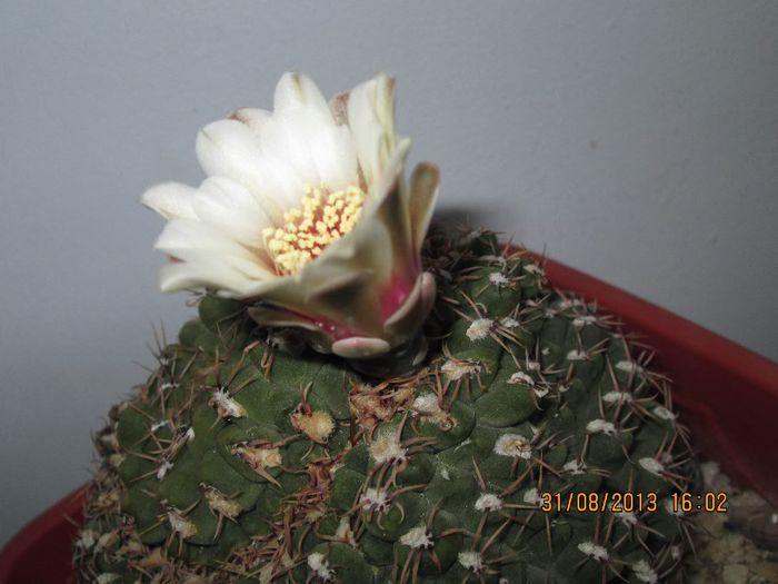 IMG_8872 - Florile mele in august