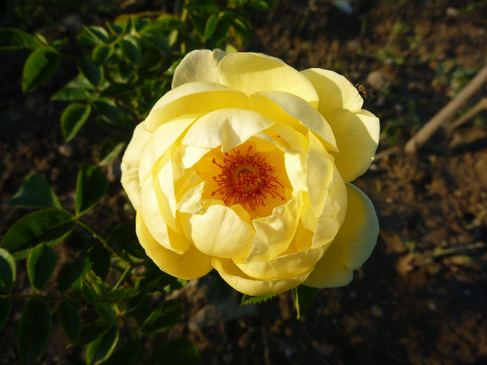 Dukat- urcator de la Tantau - Trandafiri 2013 - I