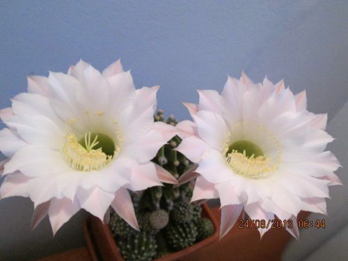 IMG_8321 - Florile mele in august