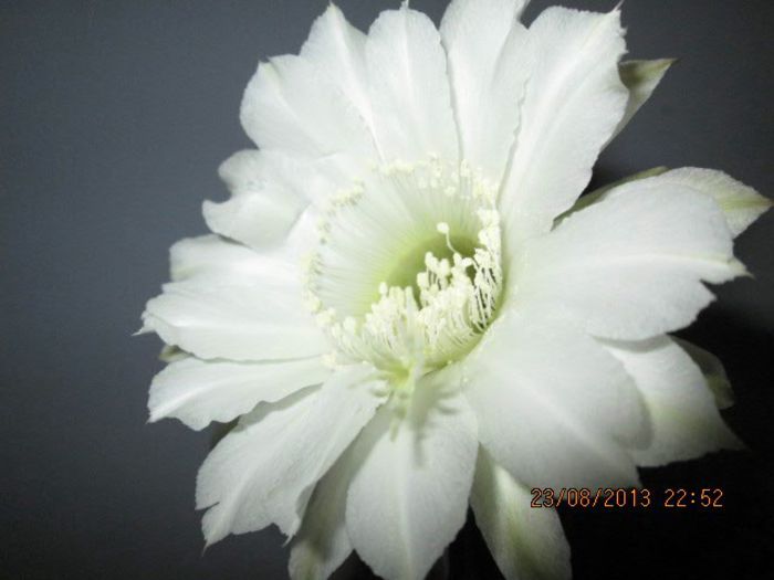 IMG_8305 - Florile mele in august
