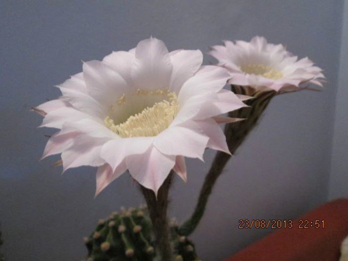 IMG_8299 - Florile mele in august