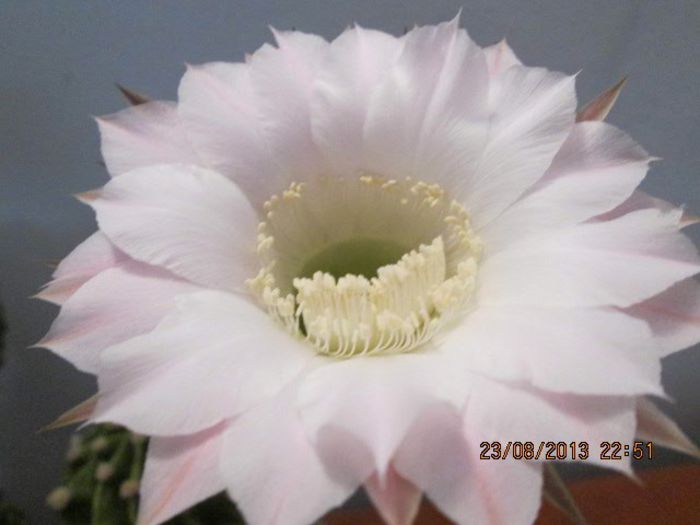 IMG_8297 - Florile mele in august