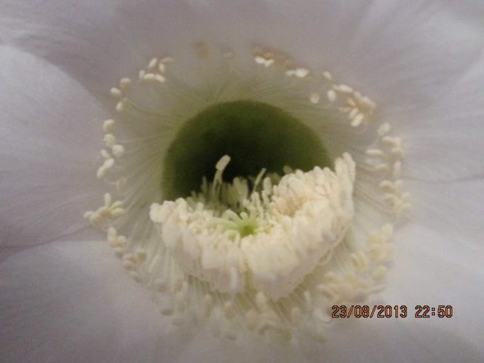 IMG_8295 - Florile mele in august