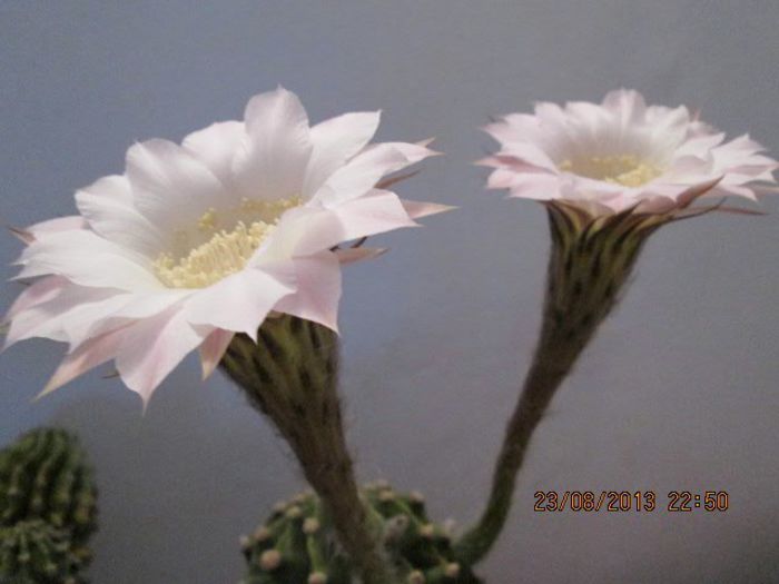 IMG_8293 - Florile mele in august